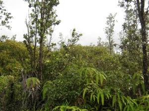 road 6 lot 002 (Small)