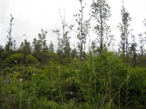 road 6 lot 004 (Small)